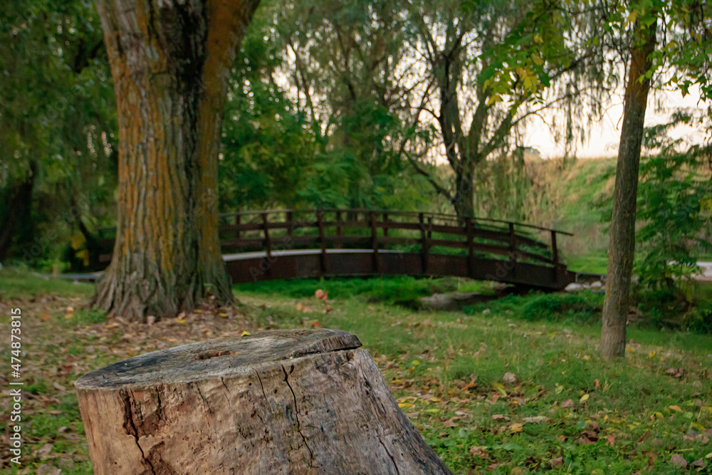 Cut tree trunk with a bridge in the background in a park in autumn Cut tree trunk with a bridge in the background in a park in autumn