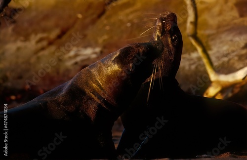 Sea lion © Ipman65