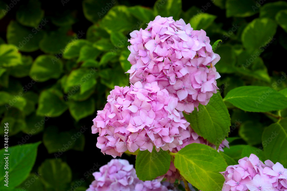 Bright buds of flowering hydrangeas in the park. Bright buds of flowering hydrangeas in the park.