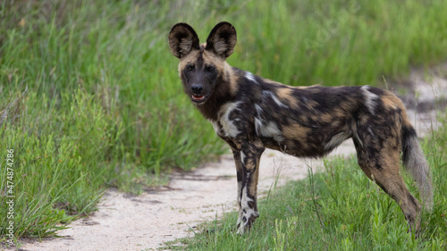 African wild dog with green grass