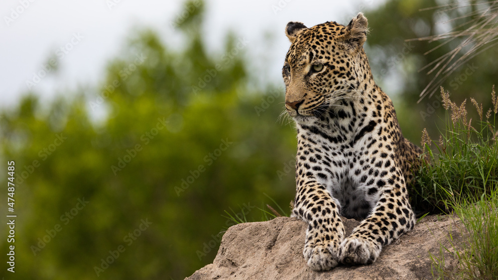 leopard with a blind eye on a termite mound leopard with a blind eye on a termite mound