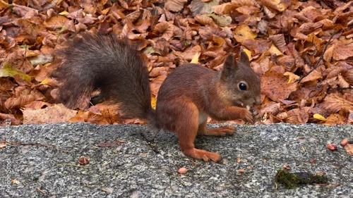 man feeding squirrel in the park