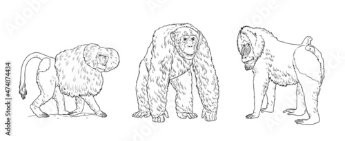 The hamadryas baboon, chimpanzee and mandrill illustration. Big apes for coloring book.	 photo