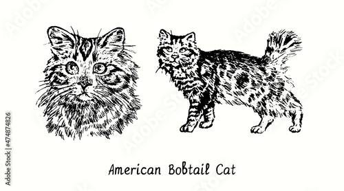 Fotografía American Bobtail Cat collection, head front view and standing side view
