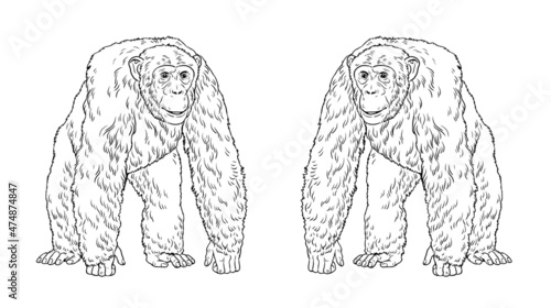 Fototapeta Naklejka Na Ścianę i Meble -  Chimpanzee illustration. Big ape drawing for coloring book.