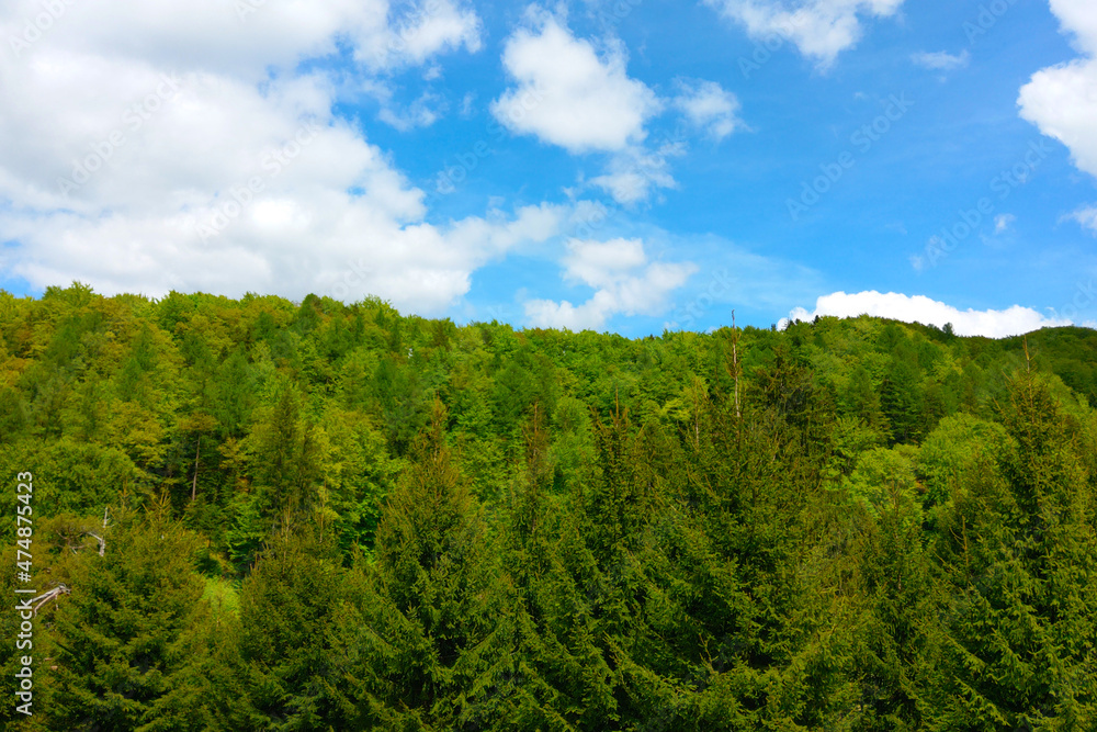 The tops of green trees against the blue sky. The background of nature. Photo from the drone, heights.