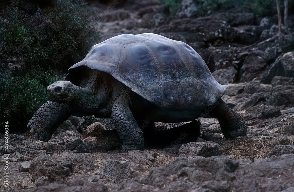 Fototapeta premium Galápagos tortoise