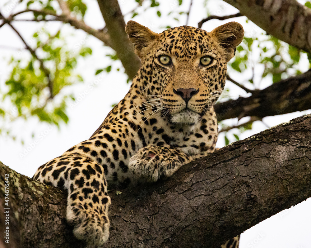 Leopard male in a marula tree Leopard male in a marula tree