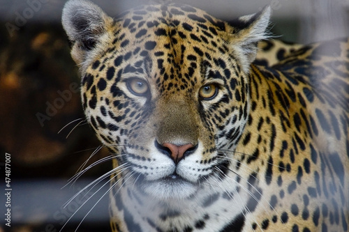 Leopard wildlife , animal  © Vieriu