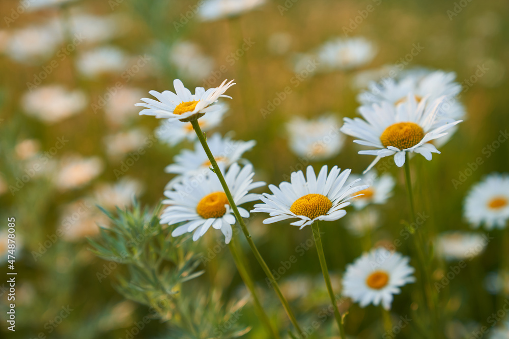 Beautiful field, meadow chamomile flowers, natural landscape. An airy artistic image.Space for copying. High quality photo