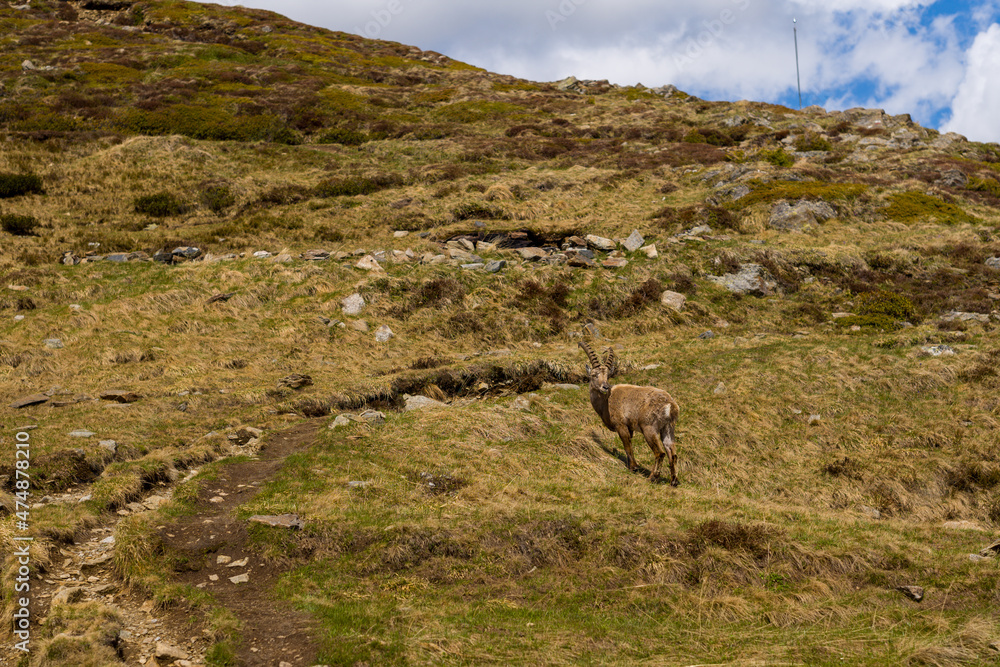 An ibex towards the Aiguillette des Houches in the Mont Blanc massif in Europe, France, the Alps, towards Chamonix, in summer, on a sunny day.