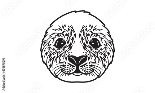 Arctic seal head illustration, vector, hand drawn, isolated on light background.
