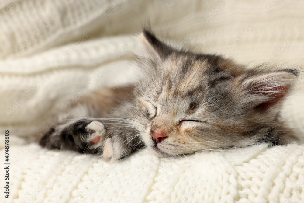Cute kitten sleeping on white knitted blanket