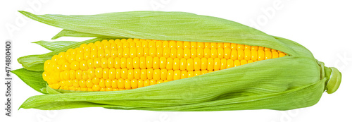 ear of corn isolated on white background