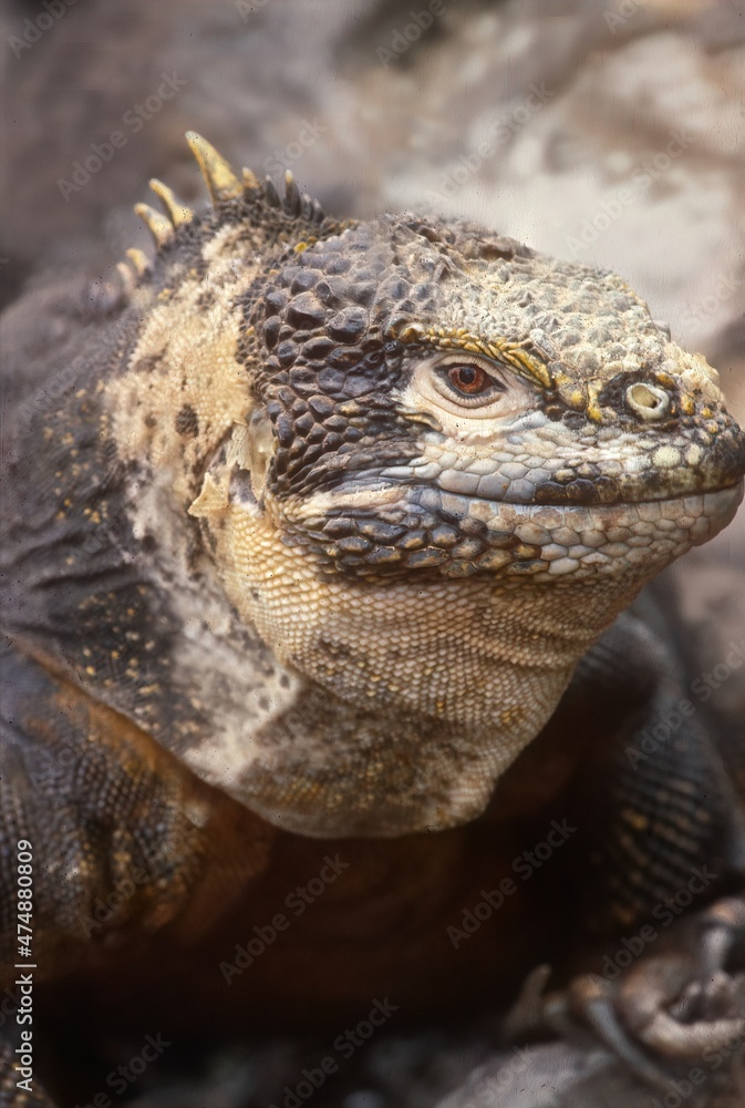Galapagos land iguana Galapagos land iguana