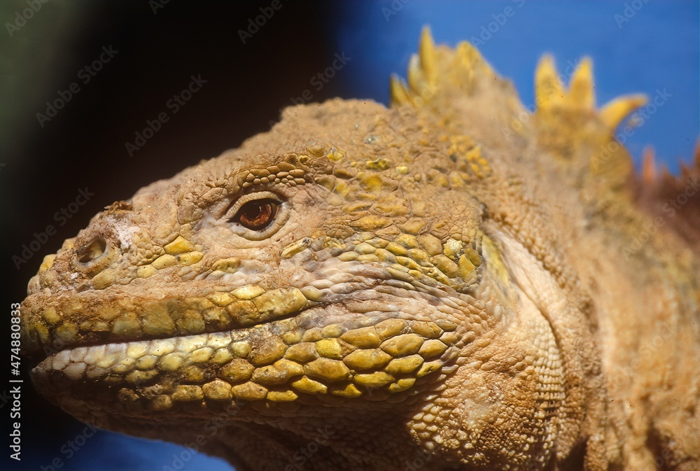 Obraz premium Galapagos land iguana