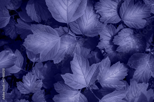 Trendy very peri color concept of the year 2022, violet blue leaves background texture