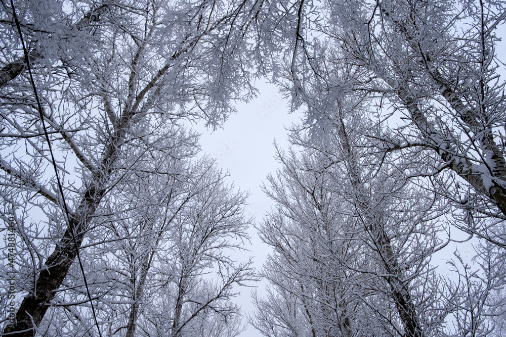 Tree tops under the snow. View from below. Cool winter backdrop with copy space. Tree tops under the snow. View from below. Cool winter backdrop with copy space.