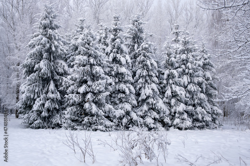 Group of spruces under thick layer of snow in forest clearing. Winter Christmas landscape.