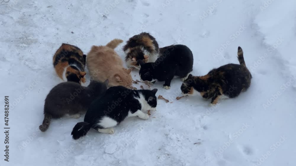homeless cats on a cold winter day homeless cats on a cold winter day