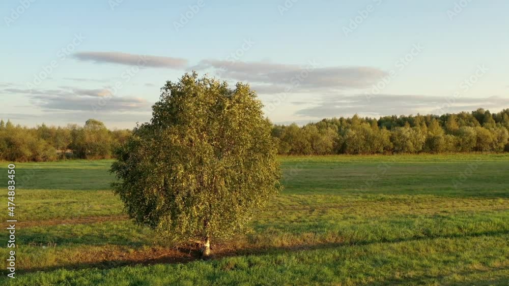 beautiful lonely tree in the shiny sun beautiful lonely tree in the shiny sun