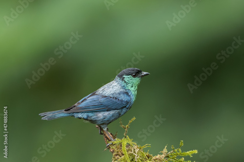 Black Capped Tanager perched in a rainforest in Ecuador © Pascal