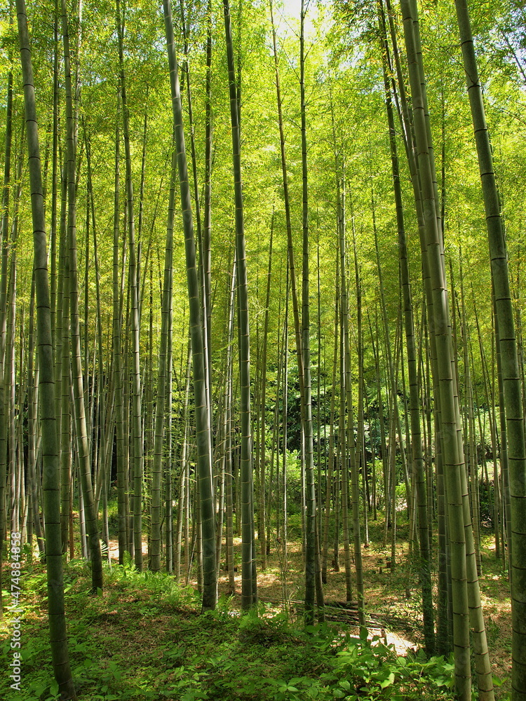 茂る竹林 茂る竹林