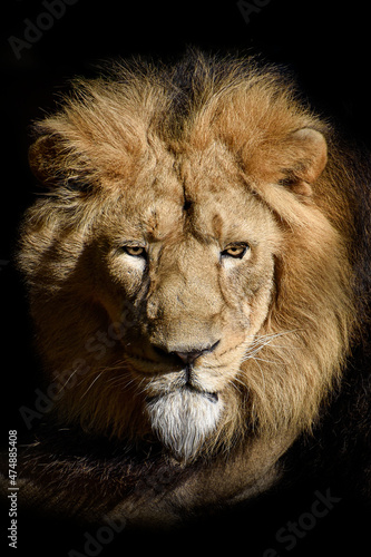 Fototapeta Naklejka Na Ścianę i Meble -  Lion , King of the jungle , Portrait Wildlife animal	
