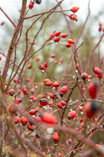 Rose hip in autumn colors with dew drops
