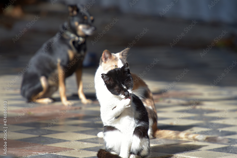 stray cats on the street of the city