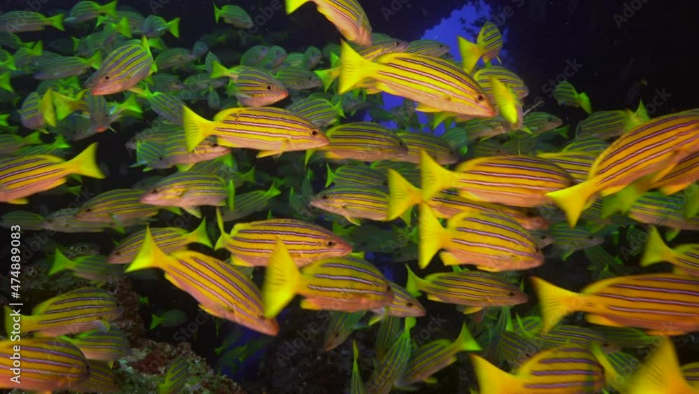 Shoal of snappers in wonderful seabed of the Andaman Sea Islands. Underwater life on colorful coral reefs in transparent clear water on blue background. Scuba diving and snorkeling in undersea Ocean. Shoal of snappers in wonderful seabed of the Andaman Sea Islands. Underwater life on colorful coral reefs in transparent clear water on blue background. Scuba diving and snorkeling in undersea Ocean.