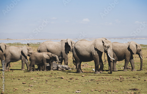 herd of elephants