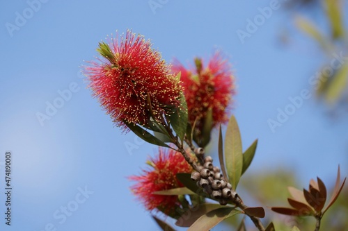 Close up image of australian bottle brush flower on a sunny day. 