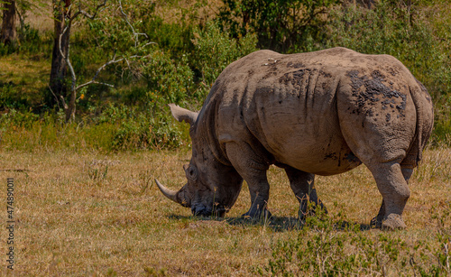View of a departing white rhinoceros walking away from the photographer