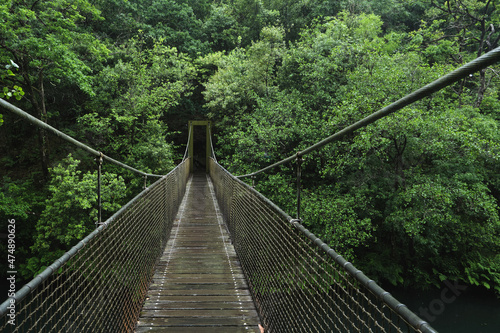 Suspension bridge in the forest