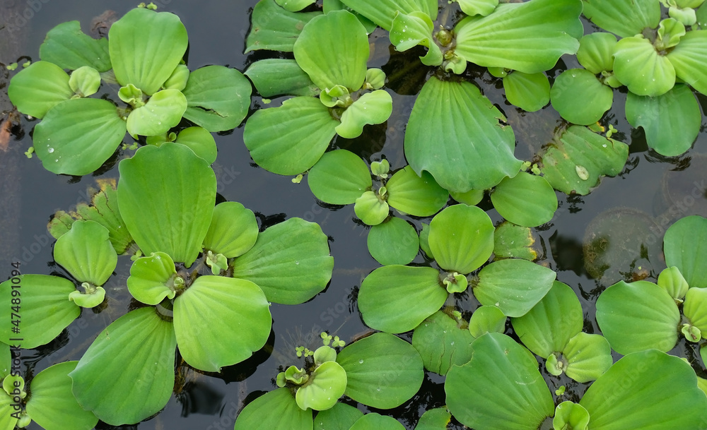 Pistia stratiotes is a perennial monocotyledon with thick, soft leaves that form a rosette. Floating water plant Pistia stratiotes is a perennial monocotyledon with thick, soft leaves that form a rosette. Floating water plant