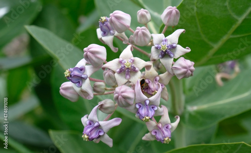 Blooming Crown Flower, Giant Milkweed, Calotropis gigantea, Giant Calotrope Flower