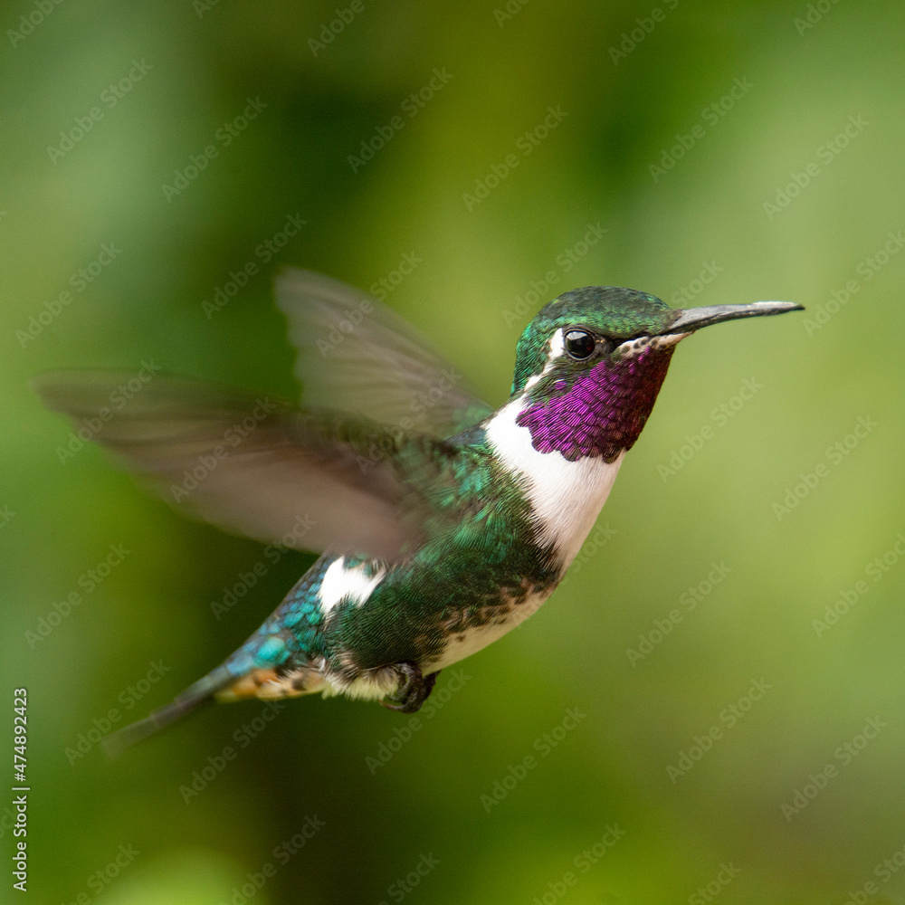 little hummingbird little hummingbird