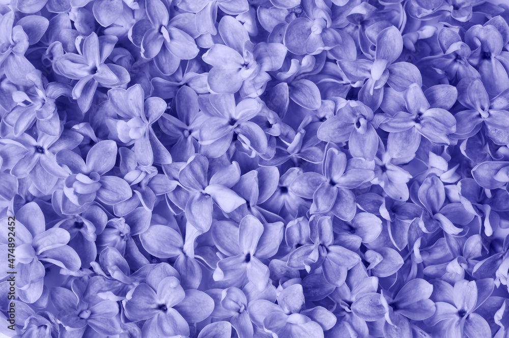 Fototapeta premium Abstract lilac background. Natural textured. Top view. Trendy color of the year 2022