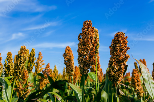 Biofuel and new boom Food, Sorghum Plantation industry. Field of Sweet Sorghum stalk and seeds. Millet field. Agriculture field of sorghum, named also Durra, Milo, or Jowari. Healthy nutrients photo