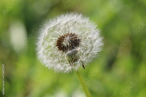 Taraxacum (/təˈræksəkʊm/) is a large genus of flowering plants in the family Asteraceae, which consists of species commonly known as dandelions