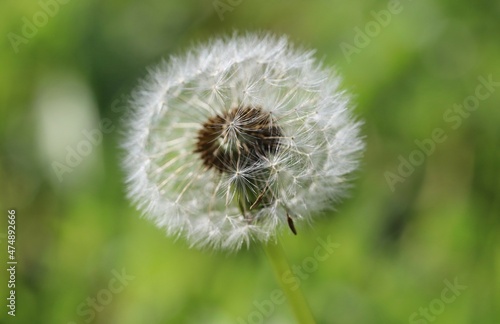 Taraxacum   t    r  ks  k  m   is a large genus of flowering plants in the family Asteraceae  which consists of species commonly known as dandelions