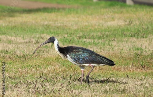 The straw-necked ibis (Threskiornis spinicollis) is a bird of the ibis and spoonbill family Threskiornithidae. It can be found throughout Australia, New Guinea, and parts of Indonesia. Adults have dis photo