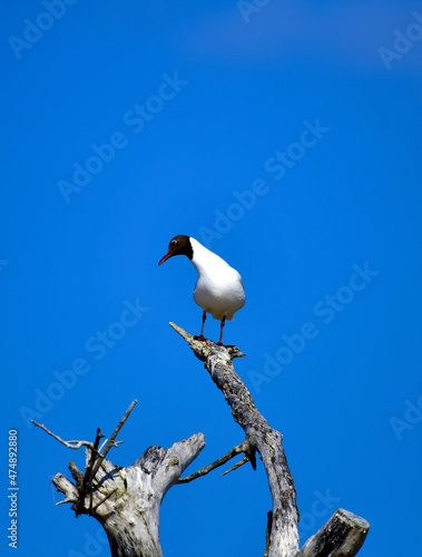 Common or black-headed gull (Latin Chroicocephalus ridibundus). The bird sits on a multi-colored dry branch, washed out by the ocean winds, at the top of a tree. Ocean coast.