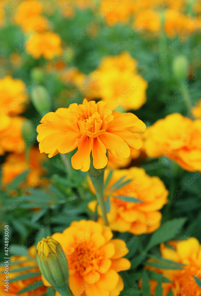 Closeup of Gorgeous Marigold Blossoming in the Field Closeup of Gorgeous Marigold Blossoming in the Field