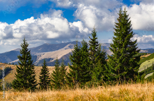 Panorama of the Carpathian Mountains, Gorgany region, Pishkonya ridge, Synevyr National Nature Park. Panorama of the Carpathian mountains with beautiful spruce trees in the foreground.