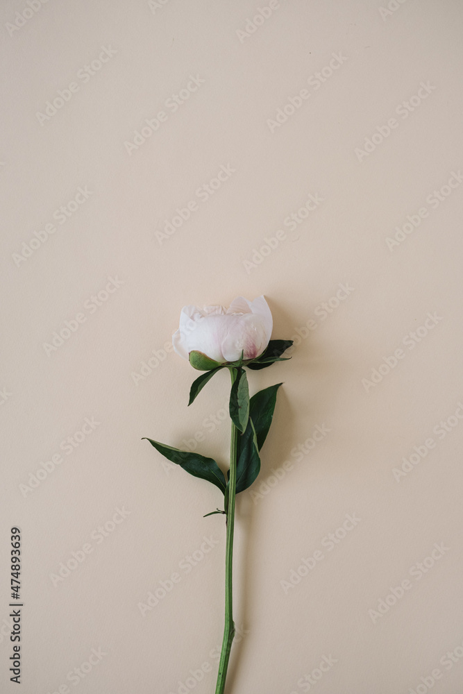 Elegant white peony flower on neutral beige background. Flat lay, top view delicate aesthetic minimalist floral composition