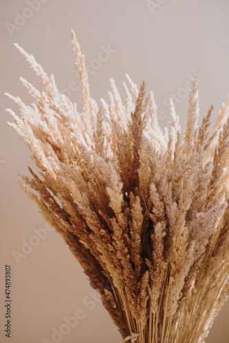 Aesthetic beige reeds against neutral beige wall. Minimalist Parisian vibes flower