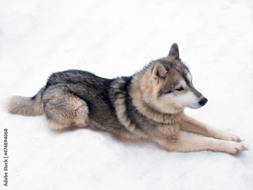 a pretty black brown siberian husky dog sitting on the white snow arctic lapland