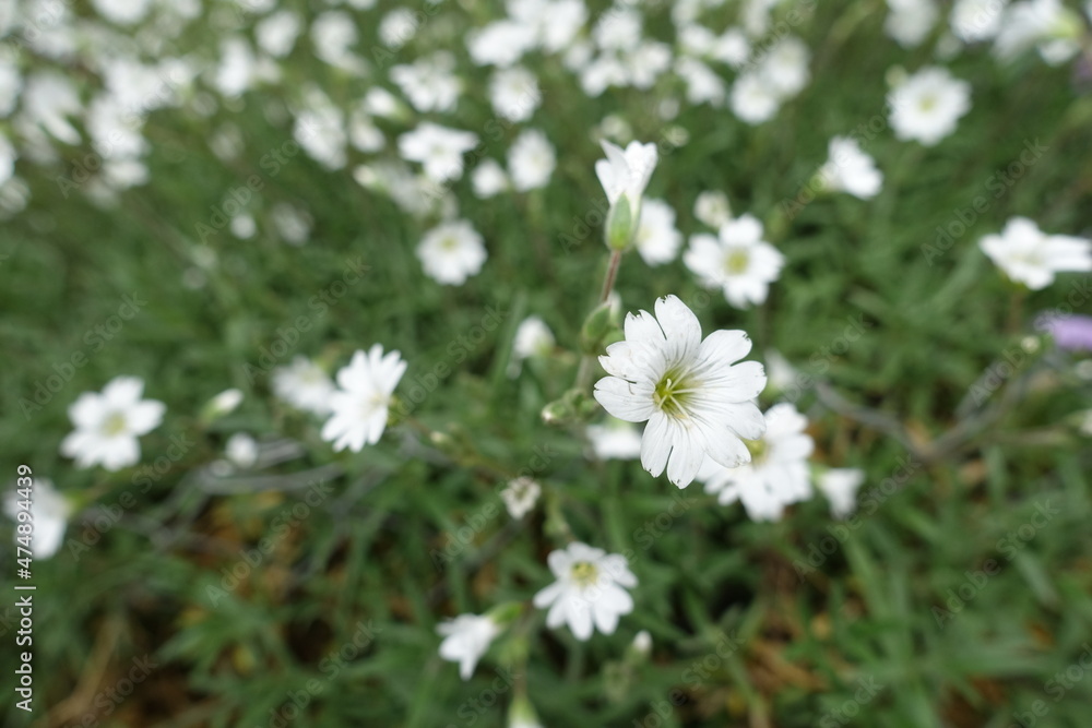 Close shot of white flower of Cerastium tomentosum in May Close shot of white flower of Cerastium tomentosum in May
